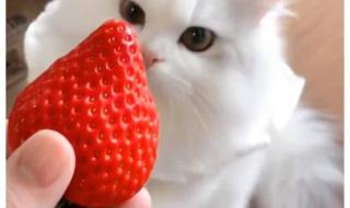 猫咪能吃草莓吗 猫可以吃草莓吗