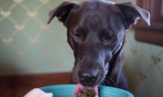 法斗可以吃蓝莓吗 狗可以吃蓝莓吗